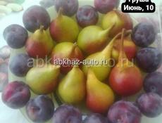 Саженцы Фруктов 