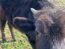 Продоется тёлочка 