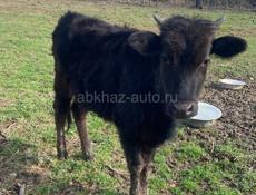 Продоется тёлочка 