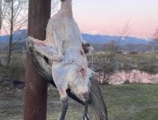 Alfa Romeo 156 Sportwagon