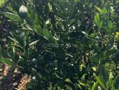 Саженцы мандарины 