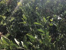 Саженцы мандарины 