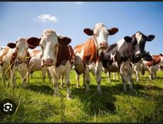 Быки коровы 