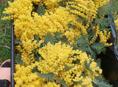 Закупаем мимозу 