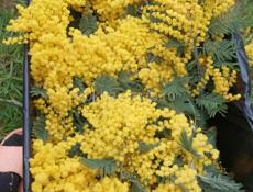 Закупаем мимозу 