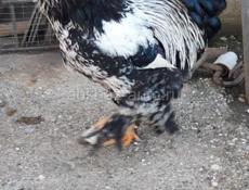 Петухи брама 