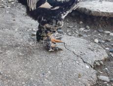 Петухи брама 