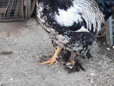 Петухи брама 