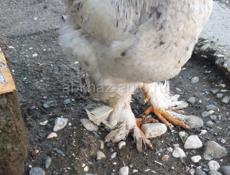 Петухи брама 