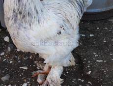 Петухи брама 