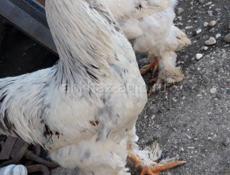 Петухи брама 