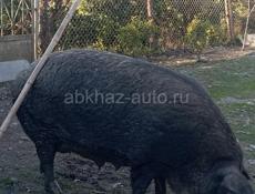 Срочная продажа.