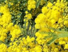 Продам мимозу 