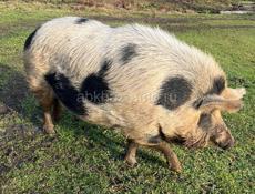 Свиньи по 170 килограмм плюс минус килограмм