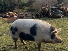 Свиньи по 170 килограмм плюс минус килограмм