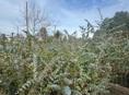 Продаю саженцы серебристого эвкалипта.