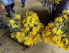 Куплю мимозу