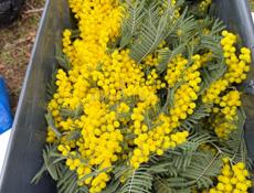 Куплю мимозу