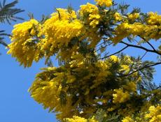 Куплю мимозу