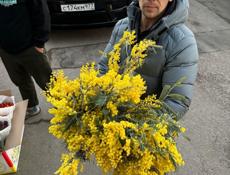 Куплю мимозу