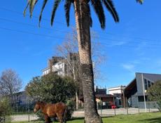 Семья из трех человек снимет квартиру на ДЛИТЕЛЬНЫЙ СРОК 