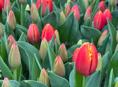 Тюльпаны 