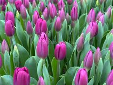 Тюльпаны 