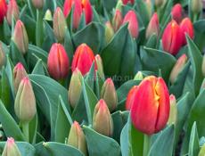 Тюльпаны 