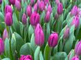 Тюльпаны оптом
