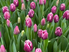 Тюльпаны оптом