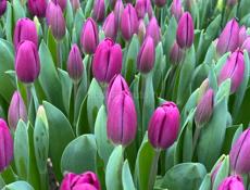 Тюльпаны оптом