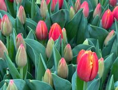 Тюльпаны оптом