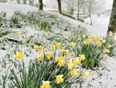 Куплю нарциссы 