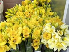 Куплю нарциссы 