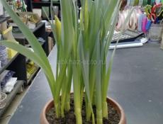 Куплю нарциссы 