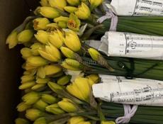 Куплю нарциссы 