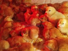 Цыплята