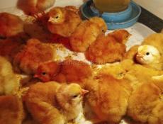 Цыплята