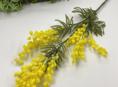 Продам мимозу 