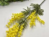 Продам мимозу 