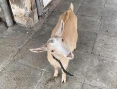 коза 7 месяцев козленок 