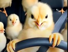 Цыплята 