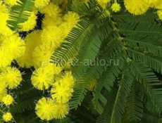 Продам мимозу
