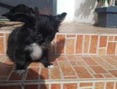 Продаём щенков чихуахуа 