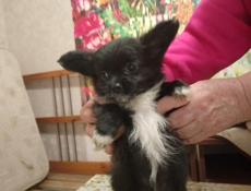 Продаём щенков чихуахуа