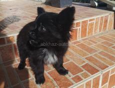 Продаём щенков чихуахуа 