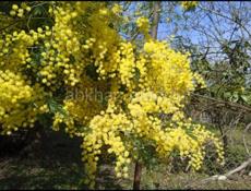 Сбор мимозы и погрузка