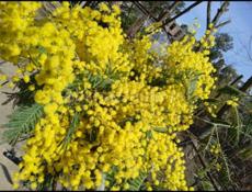 Сбор мимозы и погрузка