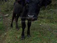 Бычок 70 , 75 кг 