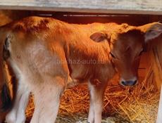 Продаю теленка. +79409929618